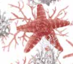 Varaiante 7942_VAR_29