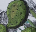 Varaiante CACTUS